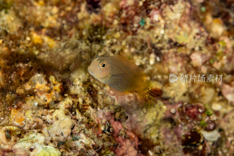 褐珊瑚Blenny Atrosalarias fuscus，中期，Triton湾，西巴布亚省，印度尼西亚